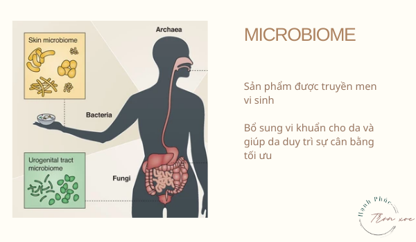 xu hướng skincare microbiome